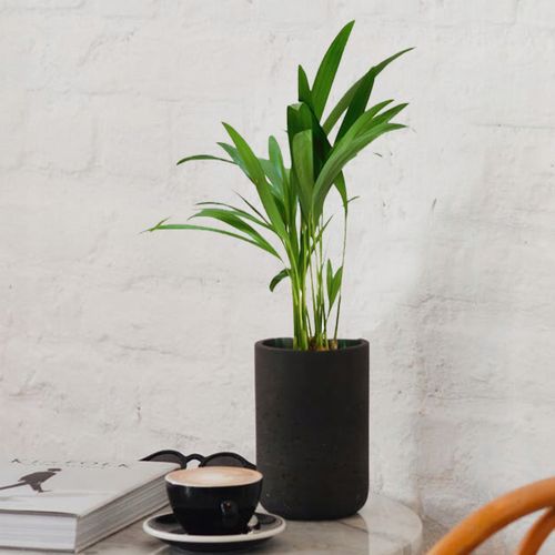 PALMA AREKA (ARECA) 40 cm na Arena.pl