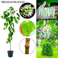 Morwa Biała idealna do małego ogrodu NA PNIU 140-180 cm