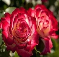 RÓŻA wielkokwiatowa wielokolorowa - sadzonki 20 / 30 cm