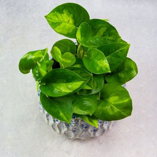 Zestaw do zrobienia podłoża przepuszczalnego, luźnego dla roślin 8L na Arena.pl