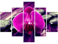 70 100CM OBRAZ 5 ELEM FIOLETOWE SPOJRZENIE DRUK PŁÓTNO