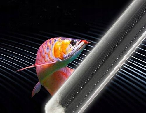 GRZAŁKA AKWARIOWA 300W DO AKWARIUM Z TERMOSTATEM 200-300 L na Arena.pl