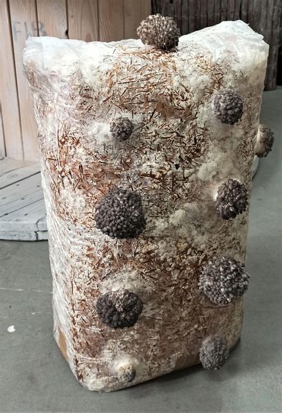 GRZYBNIA BOCZNIAKA DUŻY BALOT kostka około 15kg zdjęcie 3