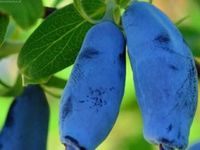 product-compare-63174472