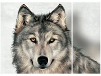 70X50CM SZARY WILK DWÓJ OBRAZ NIESYMETRYCZNY
