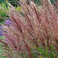 Miskant chiński FERNER OSTEN Czerwone wiechy Duże sadzonki w doniczkach C3