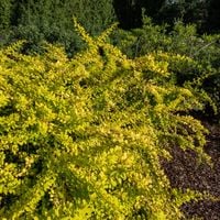 Berberys thunberga GOLDEN CARPET Doniczka 9 x 9cm (P9)