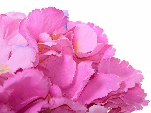 Hortensja wyrobowa na Arena.pl