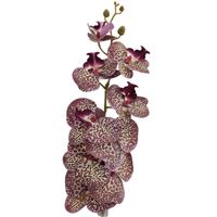 Storczyk pojedynczy gumowany nakrapiany fiolet