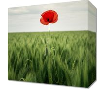 Obraz 30x30cm Samotny Mak na Polu