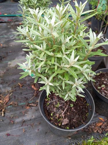 Rokitnik Hikul pełne witamin na Arena.pl