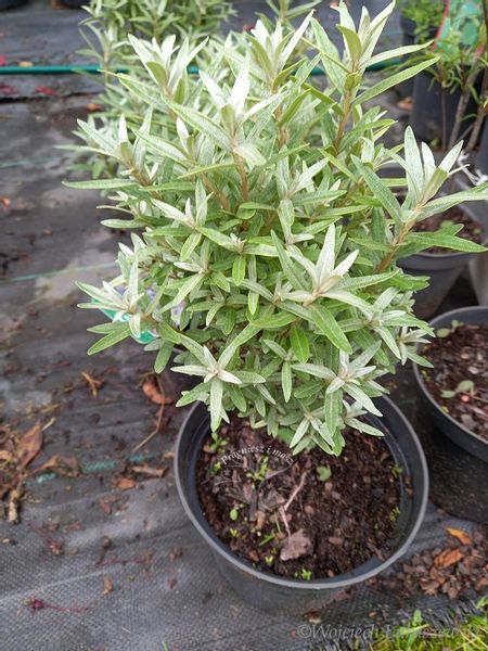 Rokitnik Hikul pełne witamin zdjęcie 2