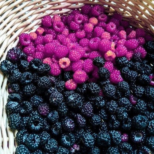 Malina FIOLETOWA , aromatyczne intensywne owocowanie, Soczyste owoce na Arena.pl