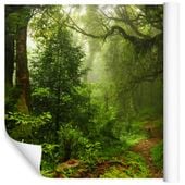 Fototapeta Las TROPIKALNY Ścieżka do Sypialni 360x240