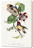 Obraz 60x90cm  Ptaszek Barbetowy, Gervais Vintage do Salonu