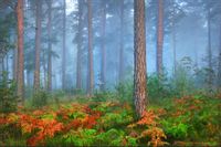 Fototapeta Las we Mgle Natura JESIEŃ do Salonu 400x280