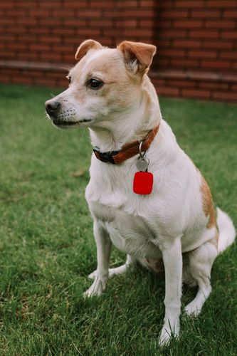 Lokalizator do kluczy roweru dla psa samochodu dziecka NotiOne GO PLus na Arena.pl