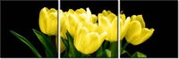 90 80CM OBRAZ T3 ELEM ŻÓŁTE TULIPANY- MARK FREETH DRUK ŚCIENNY