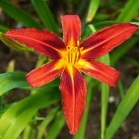 Liliowiec 'Torrid' Czerwony Doniczka 2.0L (Hemerocallis)