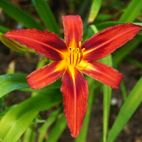 Liliowiec 'Torrid' Czerwony Doniczka 2.0L (Hemerocallis) na Arena.pl