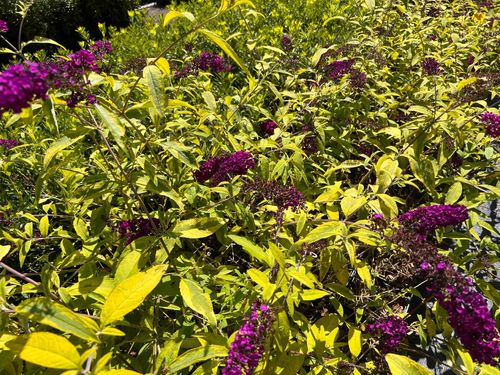 Budleja Dawida 'Santana' (Buddleja davidii) Doniczka 2.0L na Arena.pl