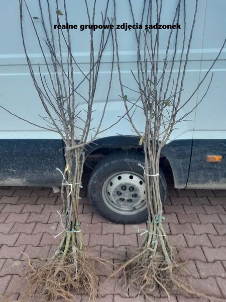 JABŁOŃ JABŁKO IDARED DUŻE I SOCZYSTE OWOCE zdjęcie 3