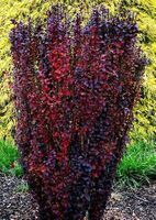 P9 KOLUMNOWY BERBERYS HELLMOND PILLAR