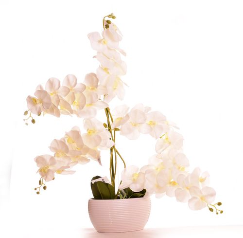 Storczyk kremowy w donicy duży na Arena.pl