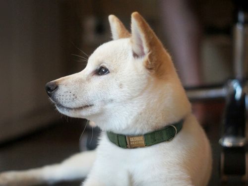 Grawerowana Obroża dla Psa Skórzana z Metalową Klamrą, Zielony kolor na Arena.pl