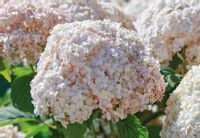 HORTENSJA CANDYBELLE MARSHMALLOW - sadzonki w don.