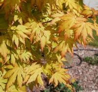 POMARAŃCZOWY KLON PALMOWY KATSURA Ładne Sadzonki