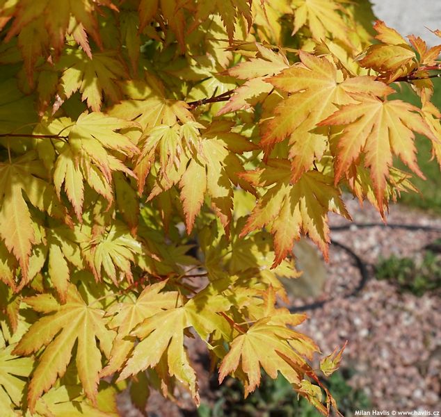 POMARAŃCZOWY KLON PALMOWY KATSURA Ładne Sadzonki zdjęcie 1