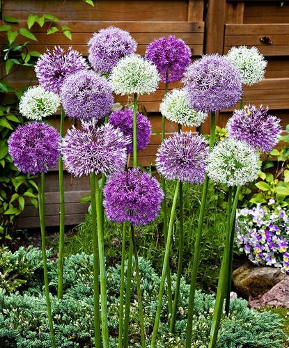 ALLIUM CZOSNEK OLBRZYMI OZDOBNY MIX cebulki 20 szt. + GRATIS na Arena.pl