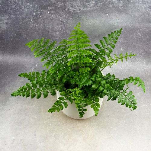 Paproć ASPLENIUM PARVATI egzotyczna paprotka domowa BEZPIECZNA DLA na Arena.pl