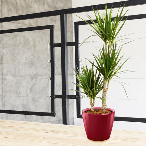 DRACENA MARGINATA 80 cm na Arena.pl