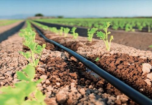 LINIA KROPLUJĄCA XXL 100m + 100el NAWODNIENIE KROPELKOWE WĄŻ KROPELKUJĄCY na Arena.pl