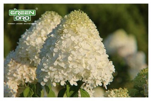 Nawóz do Hortensji Rododendronów Borówki Azalii Magnolii 5kg 100 dni na Arena.pl