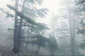 Fototapeta Las we Mgle Natura PEJZAŻ do Salonu 90x60