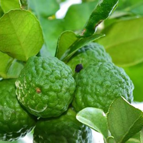 LIMONKA KAFFIR 20 cm na Arena.pl