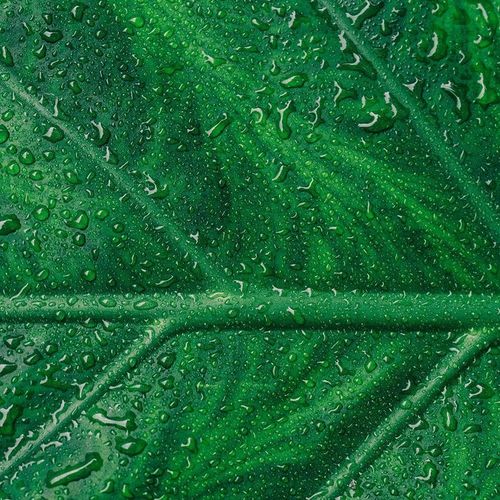Deco Panel, Mokry liść z bliska 60x40 na Arena.pl