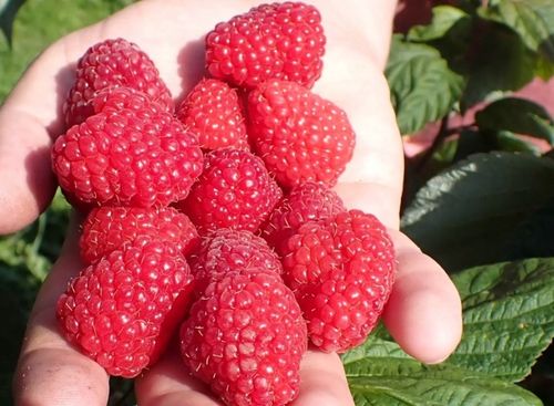 Malina czerwona GIGANT - owoc, który ledwo mieści się w dłoni! na Arena.pl