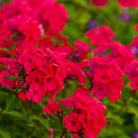 Floks wiechowaty 'Flare Red' (Phlox paniculata) Płomyk Czerwony Doniczka