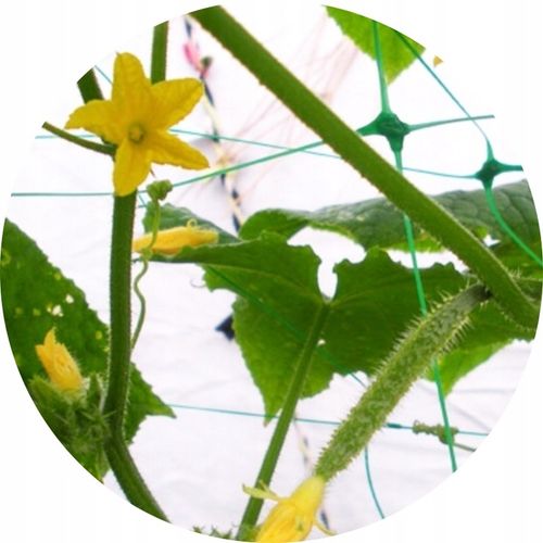 Siatka Podpora warzyw roślin pnących 2x10m 15x17cm AS-CN08151720010 na Arena.pl