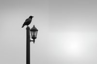 Plakat 91,5x60cm Samotny Postój Kruka