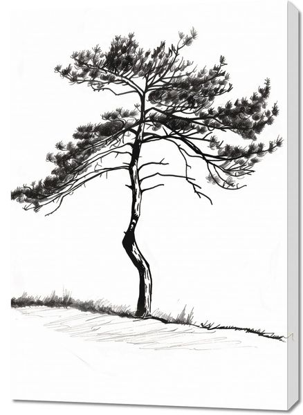 Obraz 70x100cm Samotna Sosna zdjęcie 1