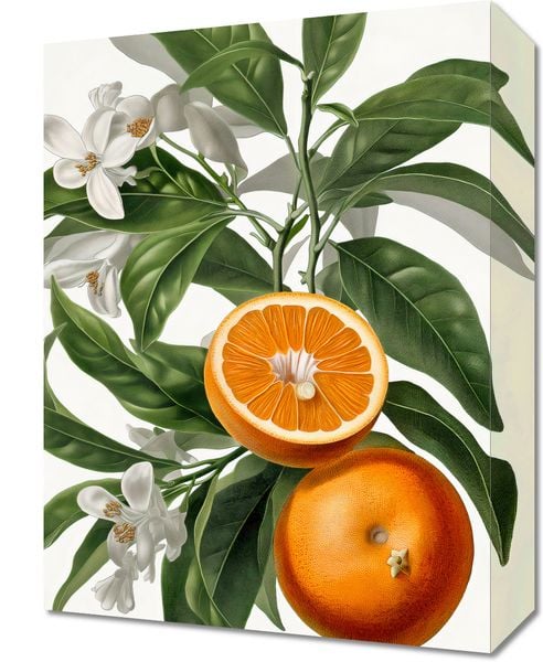 Obraz 30x40cm Dojrzałość Pomarańczy zdjęcie 1