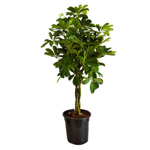 SZEFLERA NORA 90 cm na Arena.pl