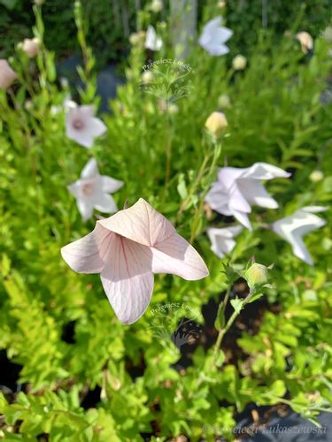 Platykodon różowy sadzonka skalniak rabata na Arena.pl