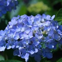 Hortensja ogrodowa 'Otaksa' Niebieska (Hydrangea macrophylla) Doniczka 2.0L