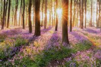 Fototapeta Ścienna Las Kwiaty NATURA do Salonu 360x240